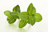 Mint leaves on green background.