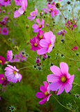 Bright Beautiful Pink Flowers on the Green Blurred Background