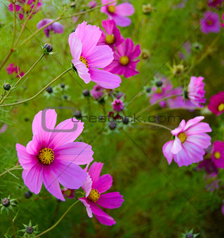 Bright Beautiful Pink Flowers on the Green Blurred Background