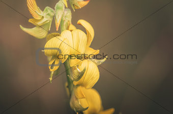 Yellow flower vintage