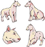 Bull Terrier dogs
