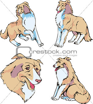 Collie dogs