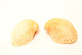 Sea shell pair isolated on the white background