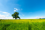 Field Tree and Blue Sky