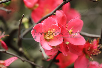 Plum Flowers Blossom