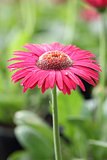 Close up Pink Gerberas flower