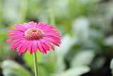 Close up Pink Gerberas flower 