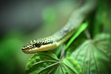 Close up Golden tree snake 