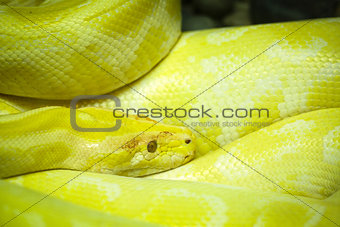 Albino burmese python