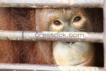 Orangutan look and smile inside cage 