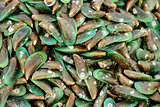 Green mussels shell