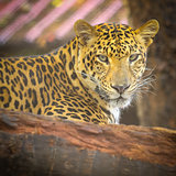 Close up face of Jaguar animal 