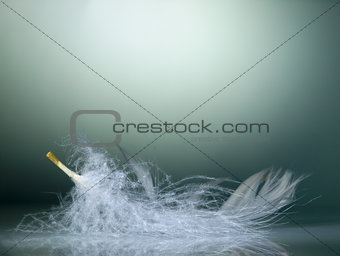 Large white feather on a mirror surface.