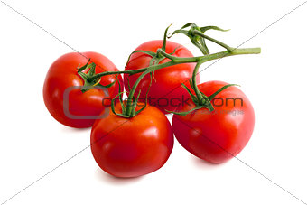 tomatoes on white