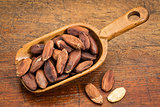 pili nuts in rustic scoop