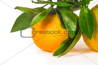 Tangerine on branch