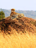 Masai Mara Cheetah