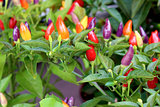 Fresh organic pepper background,