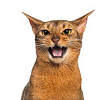 Abyssinian meowing (2 years old), isolated on white