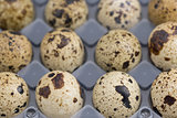 Quail eggs on egg box, top view, focus on front, black background