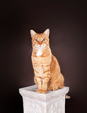 Cat sitting on a column