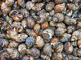 live sea snails food background