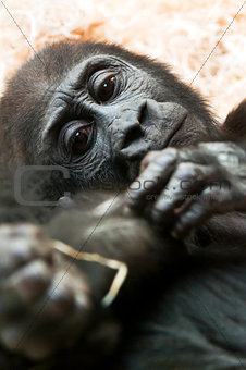 Young gorilla