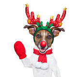 reindeer dog