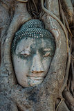 Buddha Head banyan tree Wat Mahathat Ayutthaya bangkok Thailand