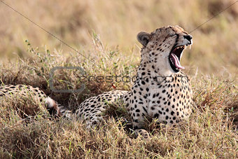 Cheetah yawning Masai Mara Reserve Kenya Africa