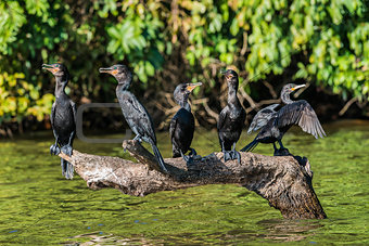 cormorants standing branch peruvian Amazon jungle Madre de Dios 