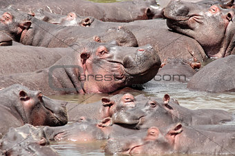  Hippopotamus masai mara river kenya