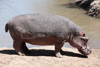 Hippopotamus Masai Mara Reserve Kenya Africa