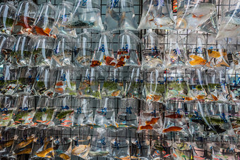 goldfish market Mong Kok Kowloon Hong Kong 