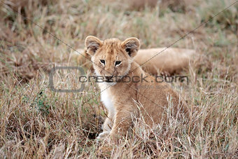 lion cub Masai Mara Kenya Africa