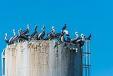 flock of pelicans on oil rig in the peruvian coast at Piura Peru