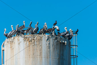 flock of pelicans on oil rig in the peruvian coast at Piura Peru