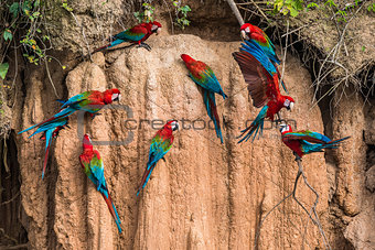 macaws in clay lick in the peruvian Amazon jungle at Madre de Di