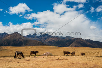 cows peruvian Andes  Cuzco Peru