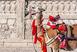 Llama with peruvian flags Arequipa Peru