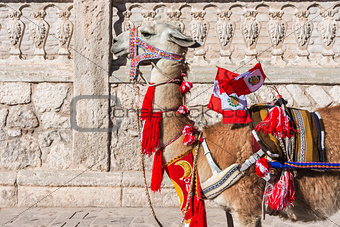 Llama with peruvian flags Arequipa Peru