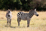 Grevy's Zebra Masai Mara reserve Kenya Africa