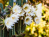 Rare Night Blooming Cereus Cactus