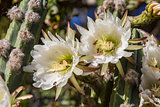 Rare Night Blooming Cereus Cactus