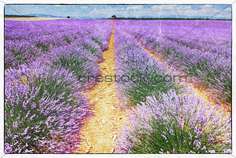 fresco style of the lavender field