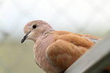 portrait of eurasian collared dove