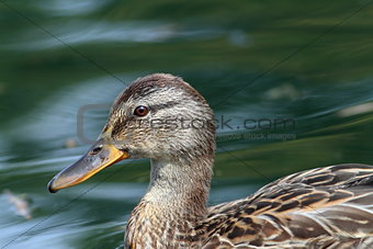 profile of a female mallard duck