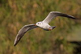 Black-Headed Gull Flying