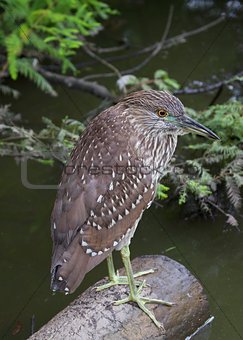 Black-Crowned Night-Heron (Juvenile)