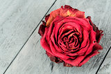 Dried flower of red rose